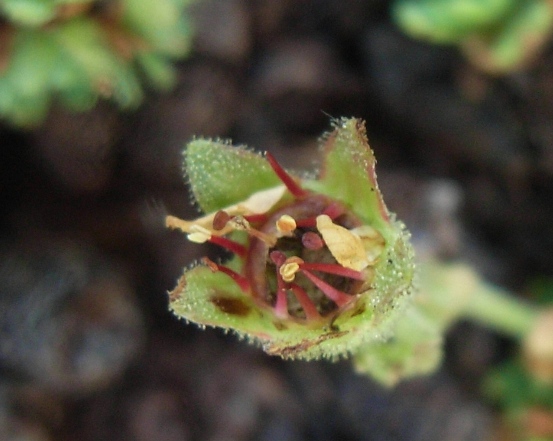 Monte Miletto - Saxifraga sp.